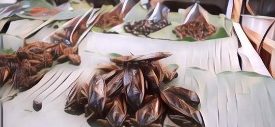 Makan Serangga Punya Manfaat Kesehatan, Tapi Harus Perhatikan Hal Ini