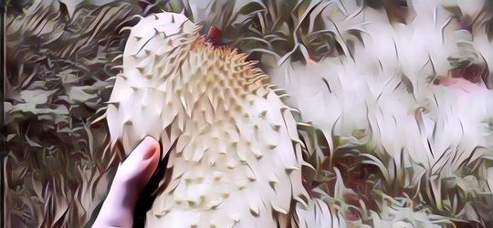 Khasiat Buah Sirsak dan Lidah Buaya untuk Kecantikan, Cewek Perlu Tahu Nih