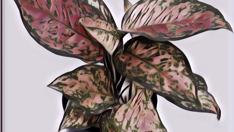 Filosofi Aglonema, Mendatangkan Keberuntungan Hingga Membuat Hidup Lebih Baik