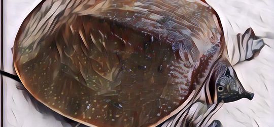 Ini Manfaat Daging Bulus & Minyaknya Untuk Kesehatan