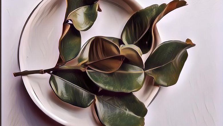 Manfaat Daun Jeruk Purut yang Gak Banyak Orang Tahu, Apa Aja?