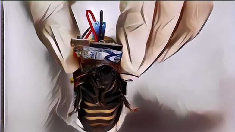 CANGGIH! Kecoa Cyborg Ini Bisa Bantu Manusia Cari Korban Gempa Bumi