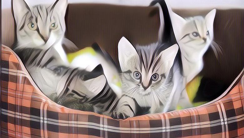 Manfaat Memelihara Kucing di Rumah, Ternyata Bagus untuk Kesehatan!