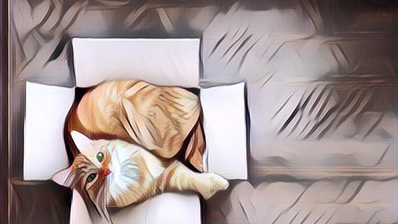 TERJAWAB SUDAH! Ini Dia Alasan Kenapa Kucing Suka Banget Mainan Boks