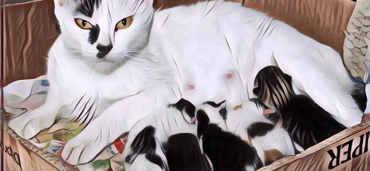 Kucingmu Akan Melahirkan? Berikut Ini Hal-Hal yang Perlu Kamu Persiapkan dan Lakukan!