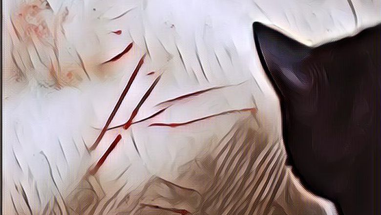 Inilah Bahaya Bulu Kucing yang Kamu Harus Waspadai, Penting Banget!