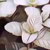 7 Macam Dedaunan Yang Biasa Dimanfaatkan Buat Pengobatan Herbal
