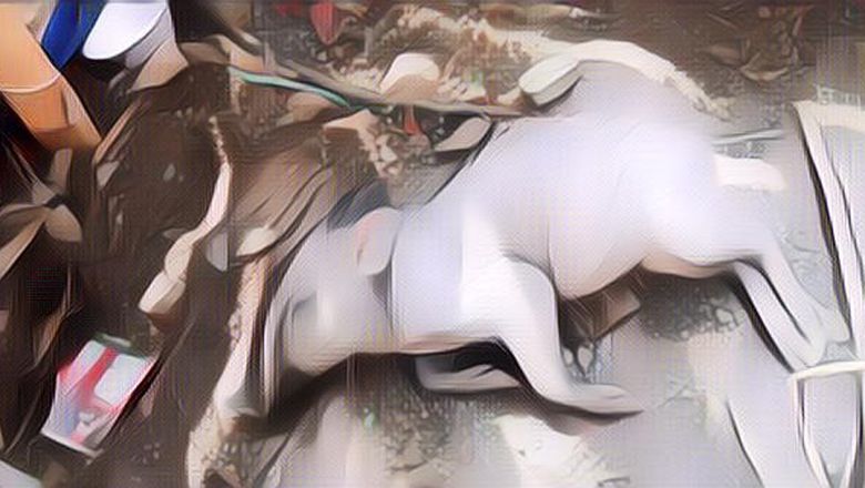 Suka Meresahkan, Begini Cara Menangkap Babi Ngepet