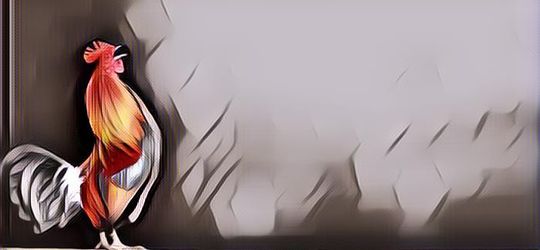 Ayam Sering Berkokok pada Malam Hari, Inikah Artinya?