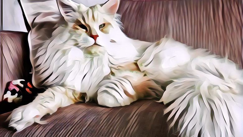 Foto Kucing Lucu Ini Bakal Buat Kamu Mikir, Gede Banget Cuy!