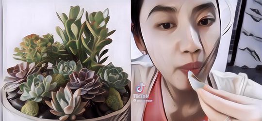 Gak Cuma Bisa Jadi Pajangan, Wanita Ini Santai Makan Tanaman Hias Sukulen Dicocol Madu