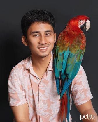 6. Archon burung Green Wing Macaw