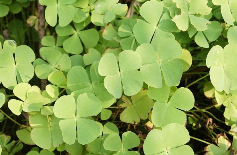 7. Semanggi (Marsilea minuta)