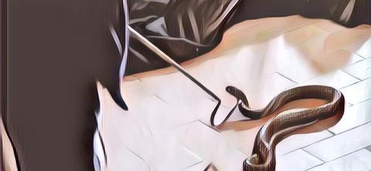 Begini Cara Mencegah Ular Masuk  Rumah, Yuk Disimak