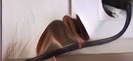 Usir Tikus dalam Sekejap dengan 3 Cara Ampuh Ini!