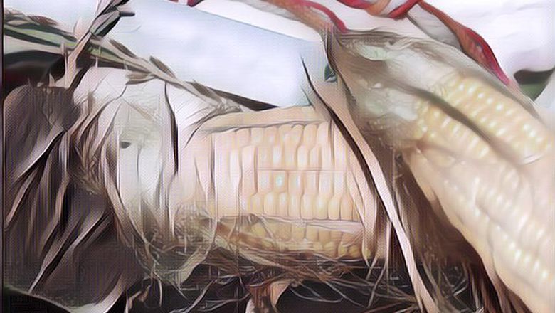 Banyak yang Tidak Tau, Ternyata Rambut Jagung Bisa Mengatasi Diabetes Hingga Hipertensi