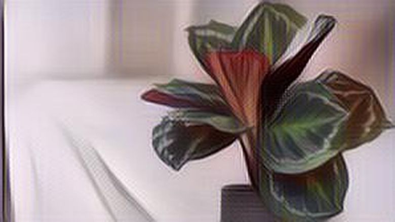 5 Jenis Calathea Termahal di Indonesia, Harganya Sangat Fantastis!