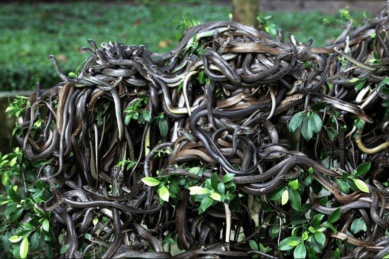 #5 Ilha da Queimada Grande