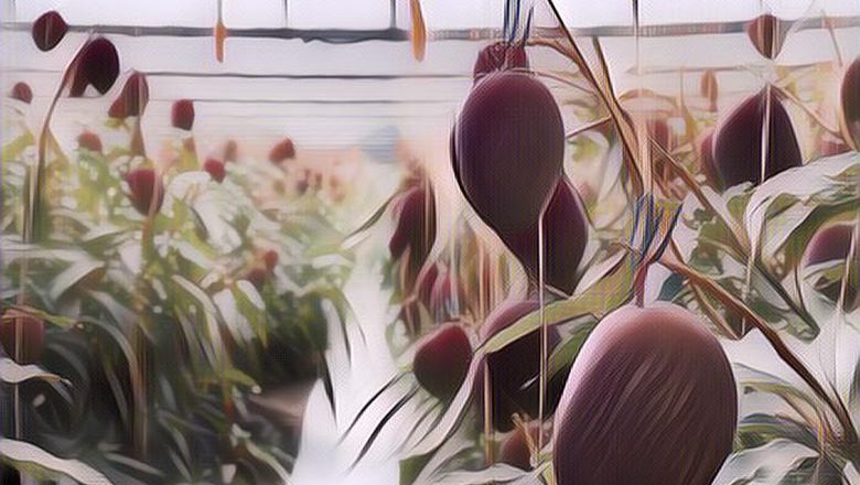 Wow, Ada Petani yang Tak Sengaja Menanam Mangga Termahal Di Dunia