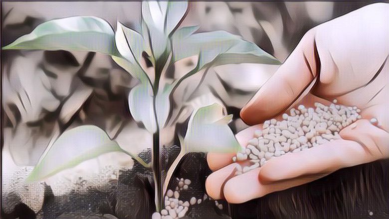 Daripada Dibuang, Coba Buat Obat-Obatan Expired yang Kamu Punya Jadi PupukTanaman