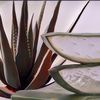 3 Lifehack Aloe Vera yang Bermanfaat Banget untuk Kulit