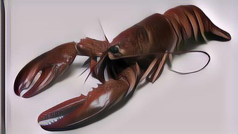 Ramai Kasus Edhy Prabowo Ekspor Benur. Apa Sih Benur Itu?