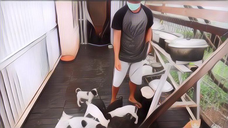 Dog Lover Wajib Tahu! Pelajari 5 Hal Ini Sebelum Mengadopsi Anjing