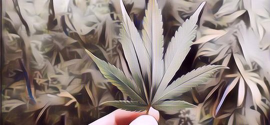 Cokelat Isi Ganja Jadi Salah Satu Suvenir di Ajang Oscars 2019, Masak Sih?