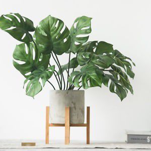 3. Monstera deliciosa