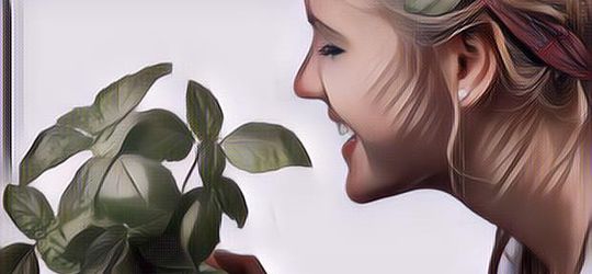 Manfaat Daun Kemangi Untuk Kesuburan, Wajib Di Kepoin