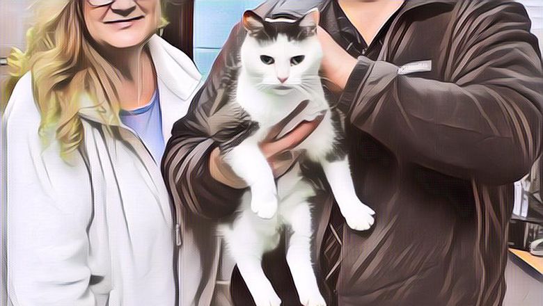 Inilah Kucing Judes dan Punya Kelakuan Terburuk di Dunia, Kenapa?