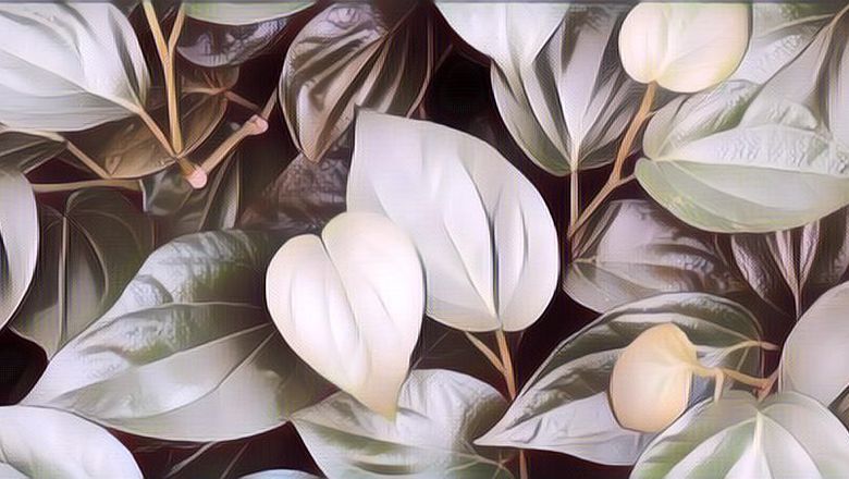 Manfaat Daun Sirih untuk Wajah, Auto Glowing Deh!