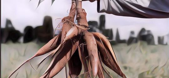 Bagus untuk Sumber Karbohidrat Pengganti Nasi, Beriku Kandungan Gizi Singkong