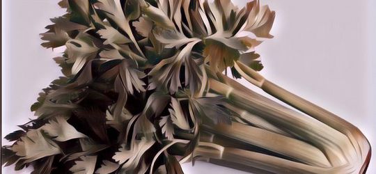 Rajin Minum Jus Seledri demi Kesehatan, Gimana Ya Rasanya?