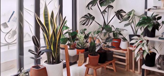 8 Tanaman yang Low Maintenance, Cocok untuk Kamu yang Sibuk dan Sering Mager