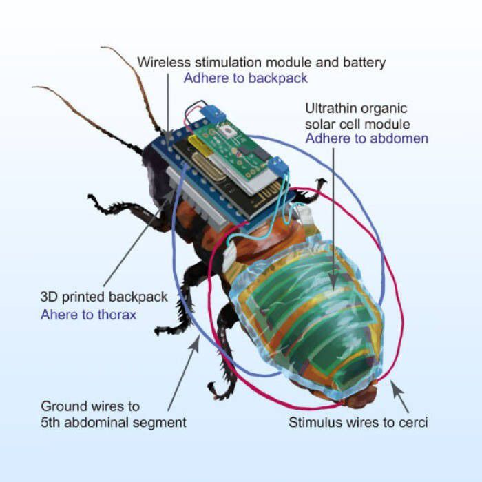 # Cara Kerja Kecoa Cyborg
