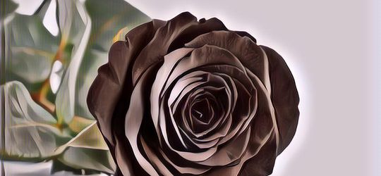 Ini Dia Deretan Bunga Berkelopak Hitam yang Cantik dan Elegan, Misterius Pula!