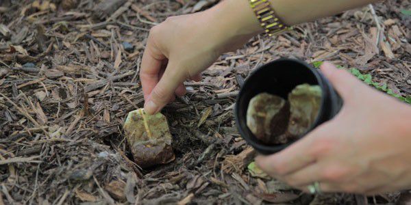 4. Teh dapat dimanfaatkan sebagai pupuk organik