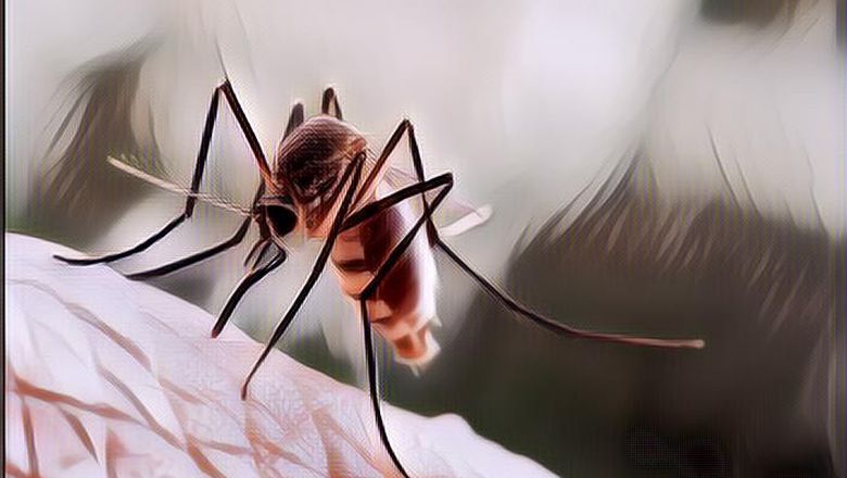 Inilah Alasan Kenapa Kulit Kita Memerah dan Membengkak Setelah Digigit Nyamuk