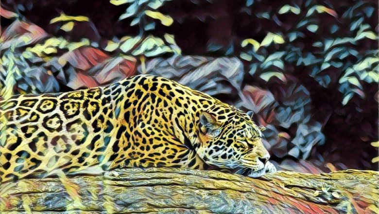 Tampil Beda dengan Tren Motif 'Leopard'