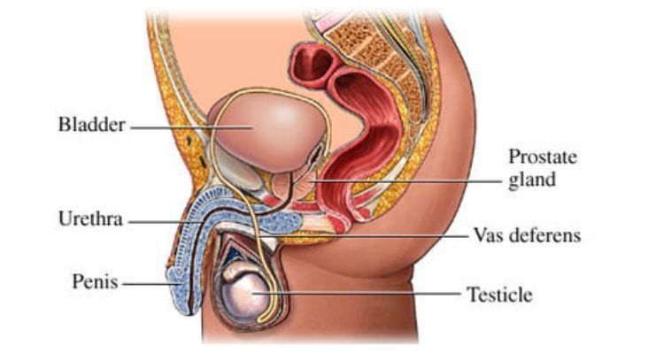 # Berapa Lama Normalnya Penis Pria Bisa Ereksi?
