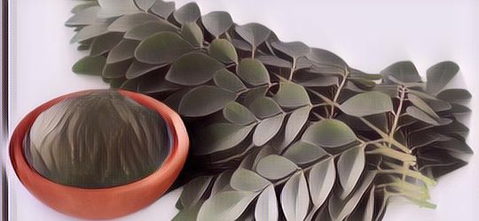 Banyak yang Tidak Tahu, Daun Kelor Ternyata Bisa Bikin Wajah Lebih Cantik Lho!