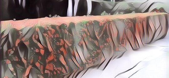 Nampak Asri dan Indah, Ini 3 Tanaman yang Bisa Dijadikan Pagar Rumah