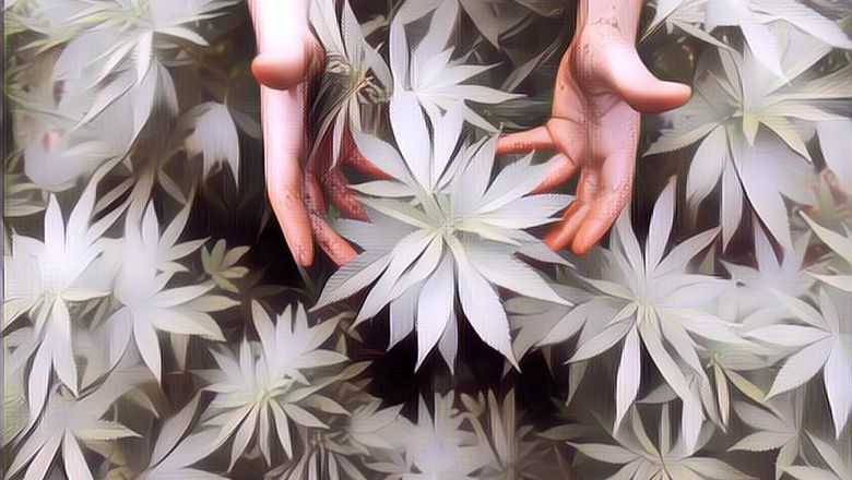 Pemerintah Thailand Legalkan Ganja Buat Kepentingan Medis, Emang Manfaatnya Apa Sih?