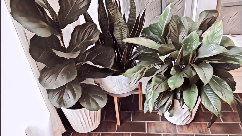 10 Tanaman yang Bisa Hidup dengan Minim Cahaya, Cocok untuk Jadi Tanaman  Indoor