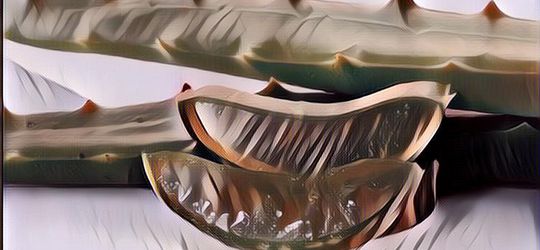 Berjuta Manfaat Lidah Buaya, Baik untuk Kesehatan Tubuh Maupun Kecantikan