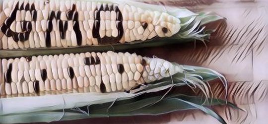 5 Makanan Modifikasi Genetik yang Lebih Baik Kamu Gak Makan