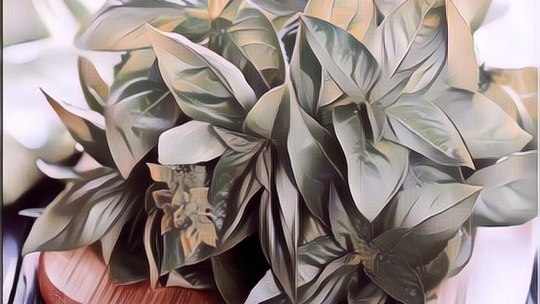 Dipercaya Mampu Sembuhkan Demam Berdarah, Inilah 5 Manfaat Kemangi Yang Jarang Diketahui