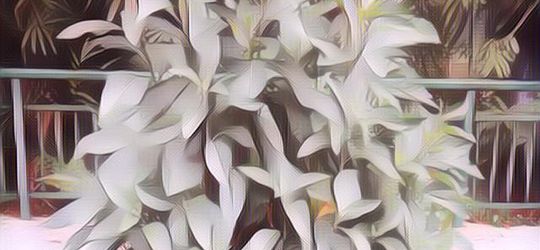 Mengenal Daun Afrika Selatan, Daun Ajaib dari Benua Afrika