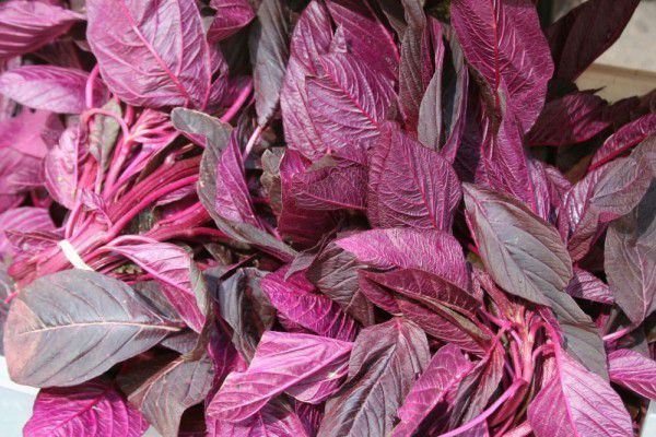 1. Meningkatkan Kadar Hemoglobin